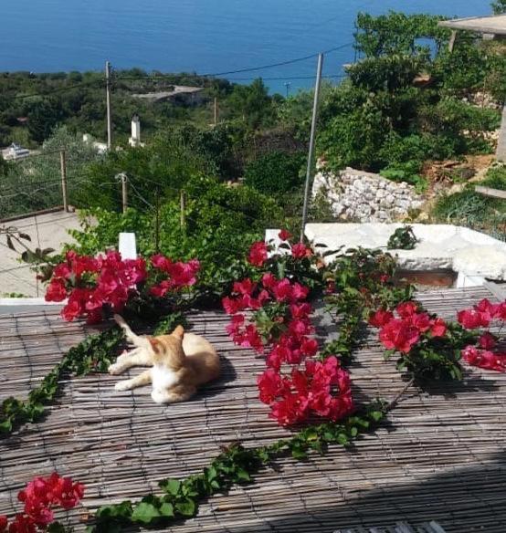 Stefanel View-Frederika Villa Himare Ngoại thất bức ảnh